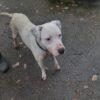 BLANCO - 4 anni (nato indicativamente a Gennaio del 2021)  - Simil Dogo Argentino  - Taglia: Media   Foto 9